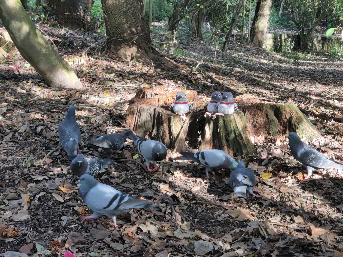 Made to Order: Pigeon